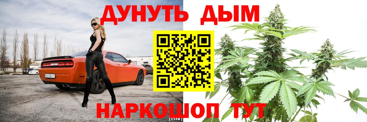 Канабис планчик Губкинский
